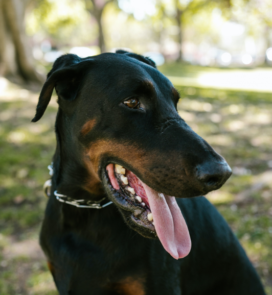 Best Dog Food for Doberman Pinschers Canada Kabo